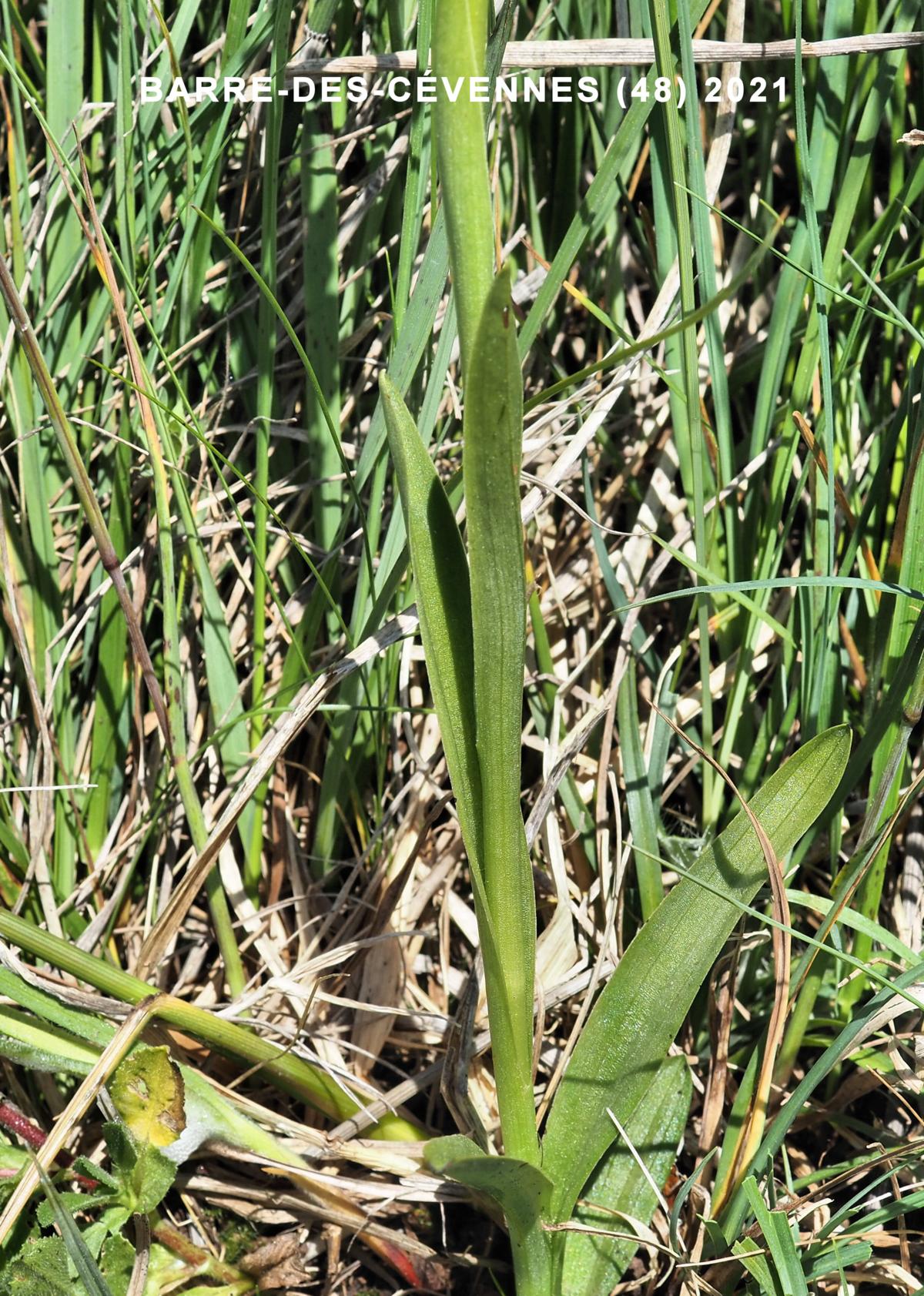 Orchid, Bug leaf